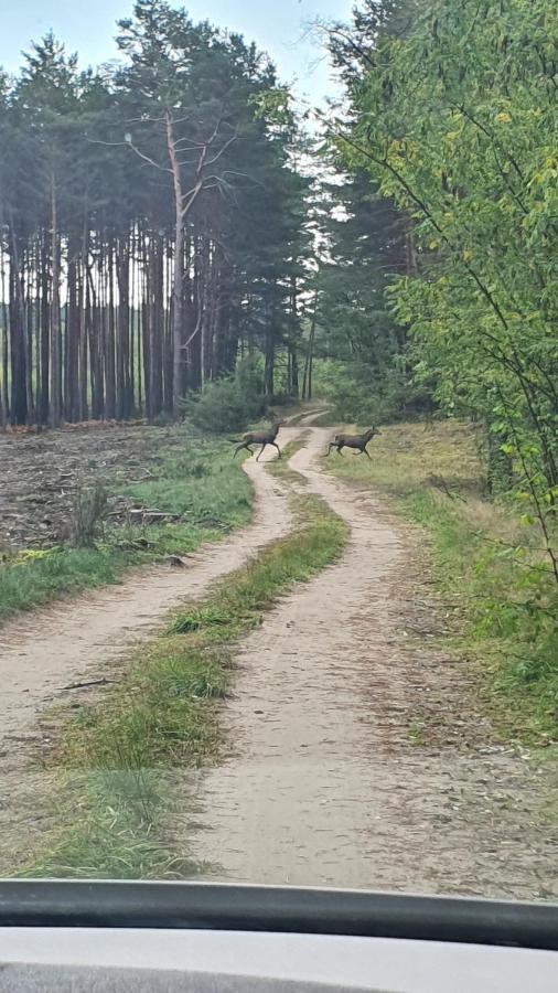 Domki Przy Obrze Skwierzyna Eksteriør billede
